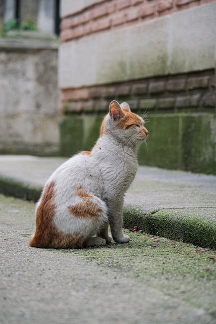 Signs Your Cat is Overstimulated (image credits: pexels)
