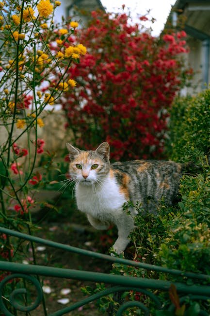 The Role of Environment in Cat Emotions (image credits: pexels)