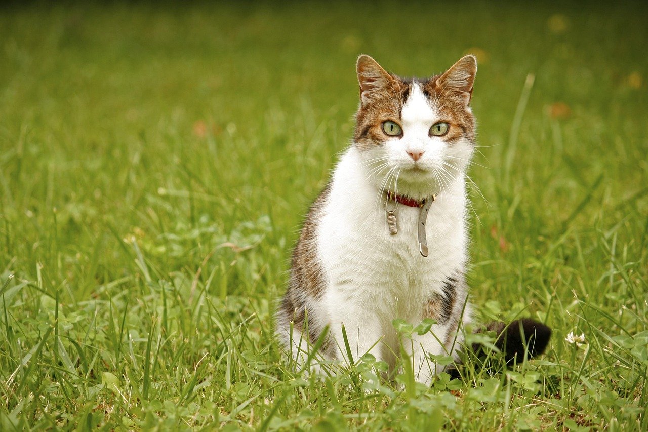 Understanding Your Cat's Body Language (image credits: pixabay)