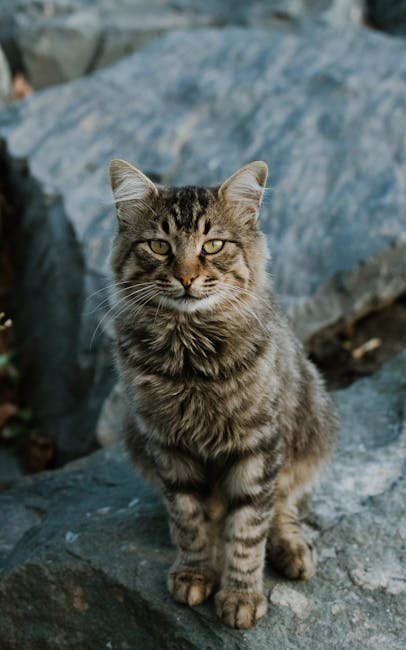 Recognizing the Need for Alone Time (image credits: pexels)
