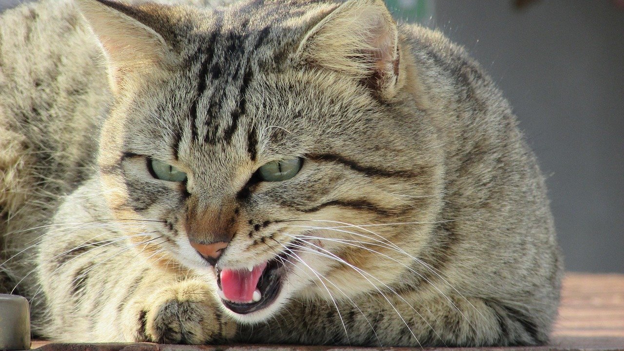 The Growl: A Warning Sign (image credits: pixabay)
