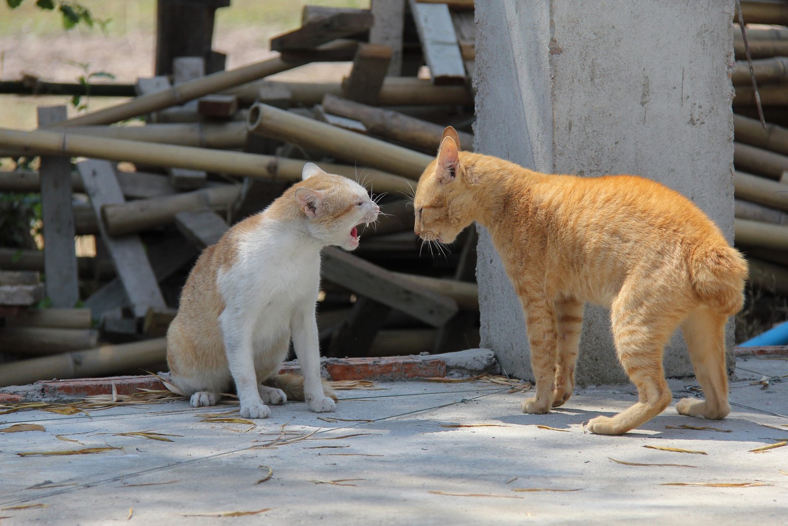 The Meow Melody: A Symphony of Sounds (image credits: wikimedia)