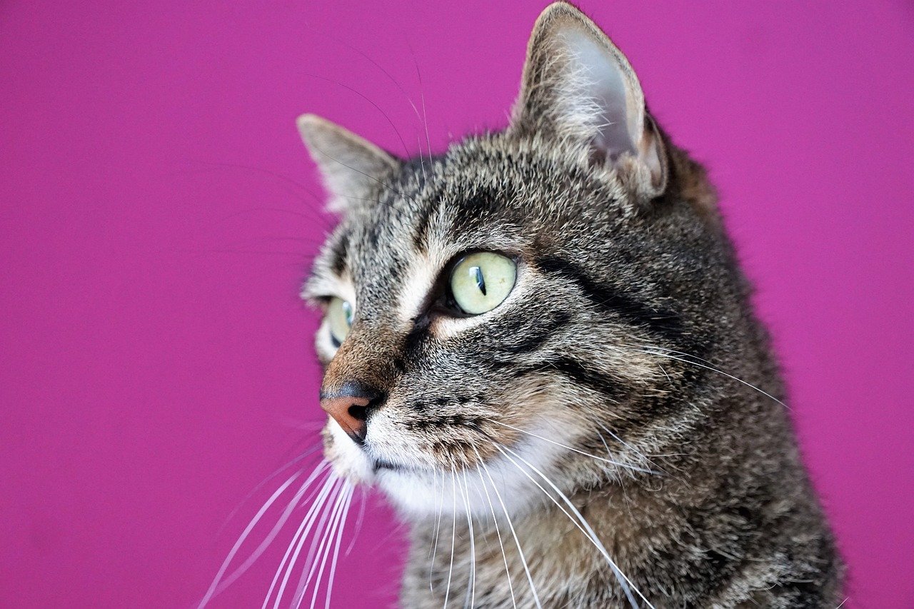 Recognizing Stress: Signs and Solutions (image credits: pixabay)