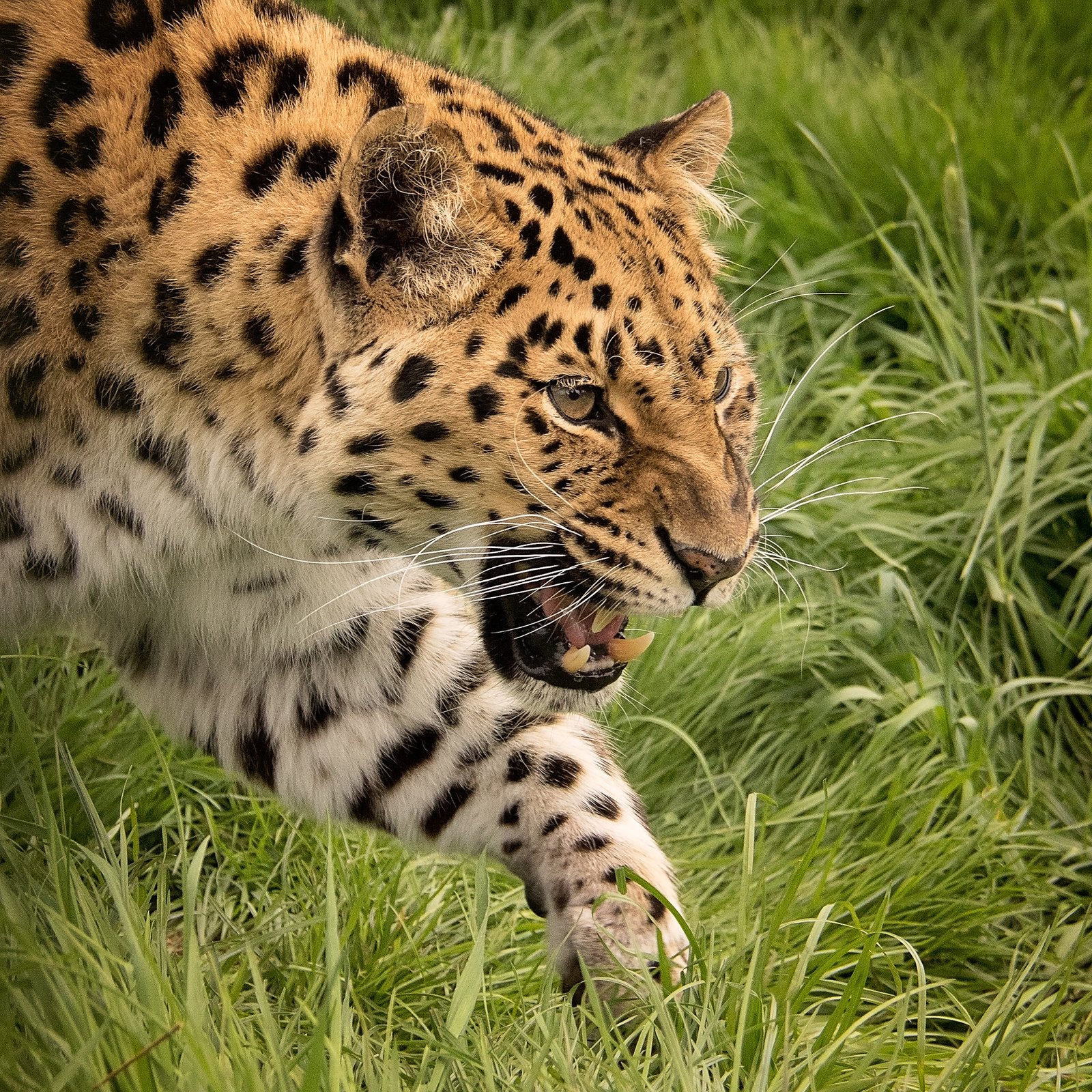 Understanding Big Cat Behavior Through Tracking (image credits: wikimedia)