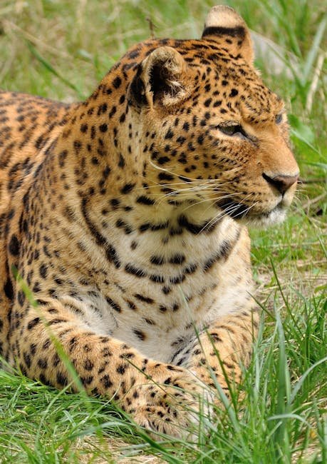 Success Stories from Big Cat Tracking Projects (image credits: pexels)