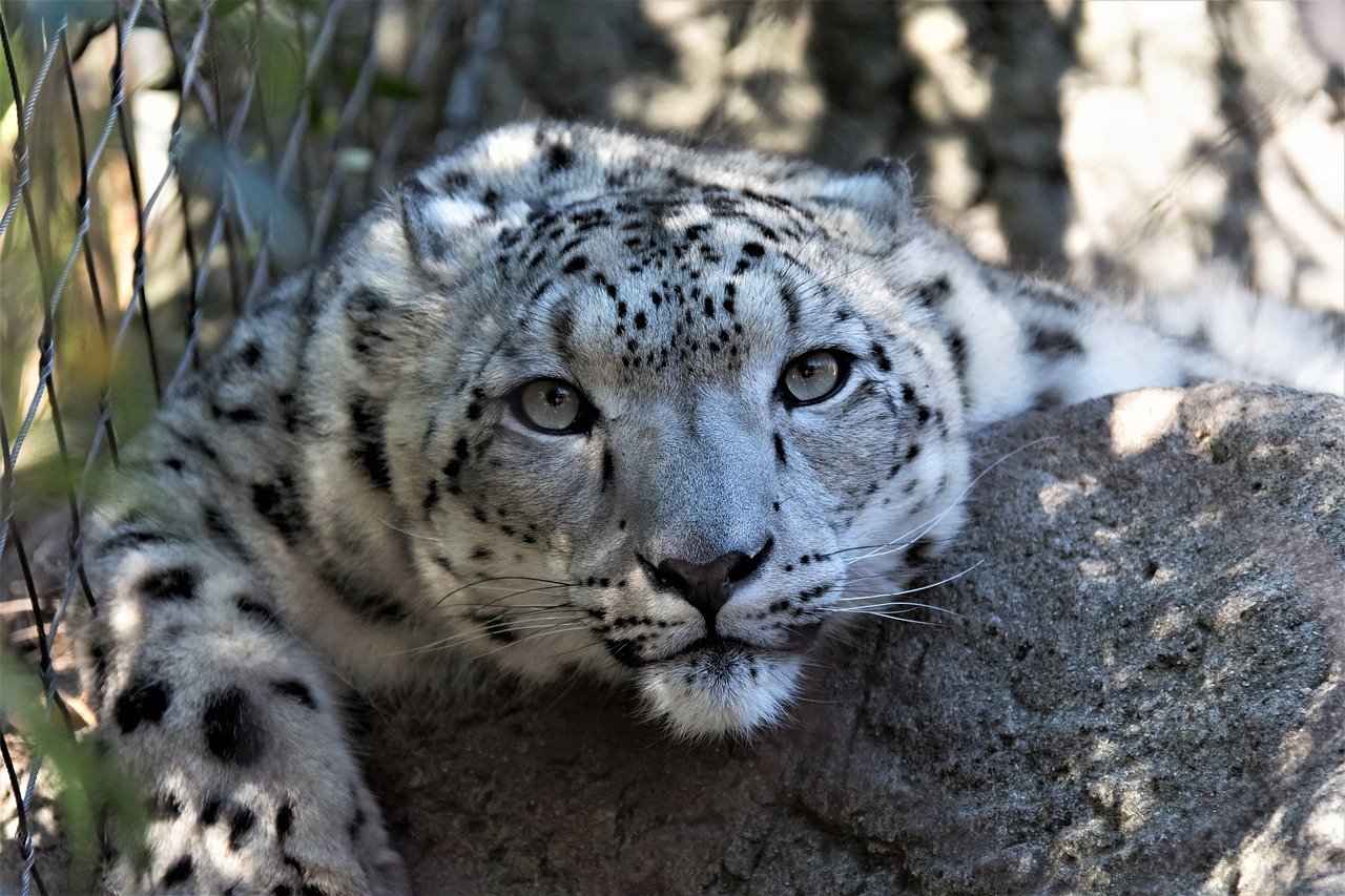 Collaboration Between Nations for Big Cat Conservation (image credits: pixabay)