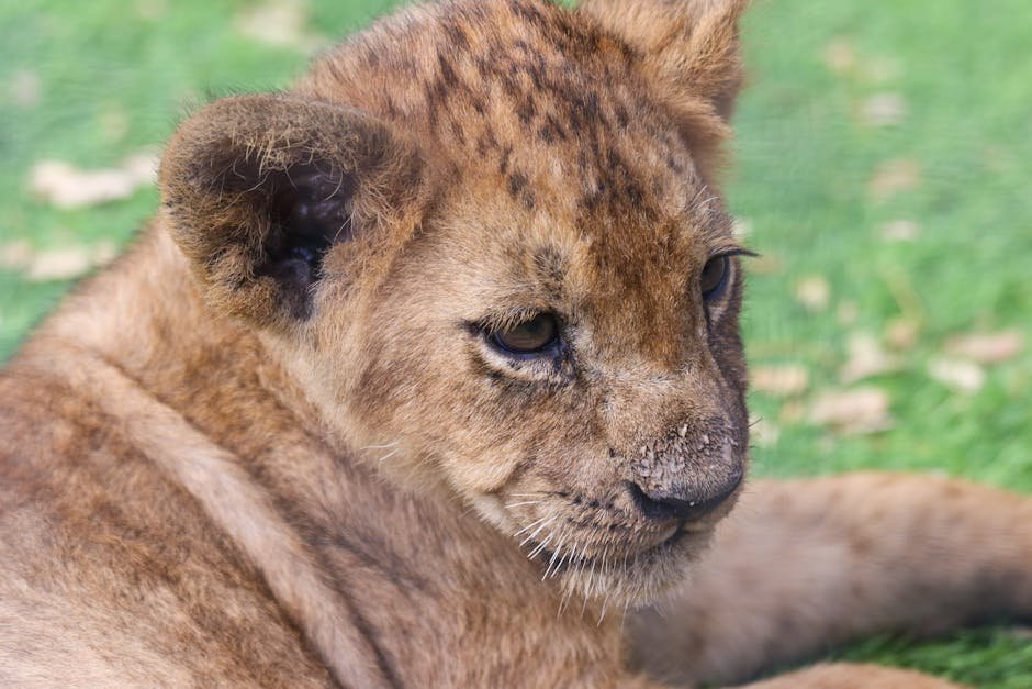Ethical Considerations in Big Cat Tracking (image credits: pexels)