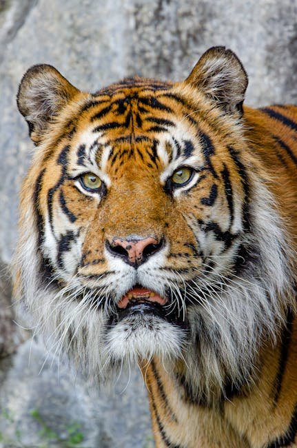 The Future of Big Cat Tracking (image credits: pexels)