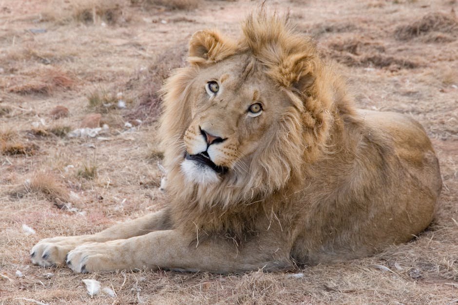 The Impact of Climate Change on Big Cats (image credits: pexels)