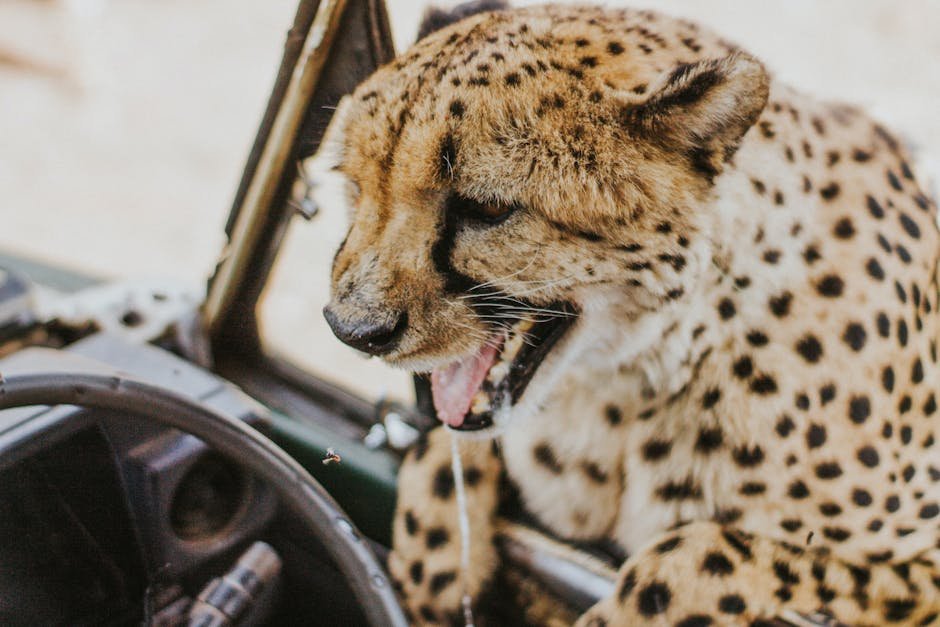 The Role of Zoos in Big Cat Conservation (image credits: pexels)