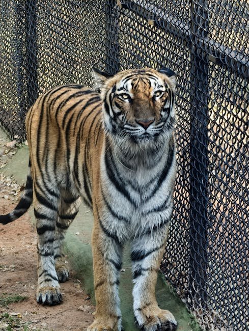 Advocacy and Policy for Big Cat Conservation (image credits: pexels)