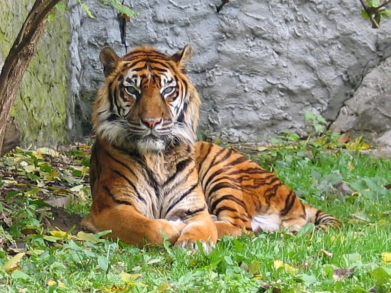 The Importance of Genetic Research in Big Cat Conservation (image credits: wikimedia)