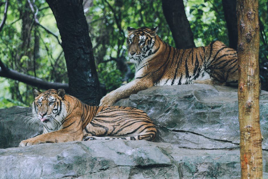 Ways to Support Big Cat Conservation (image credits: pexels)
