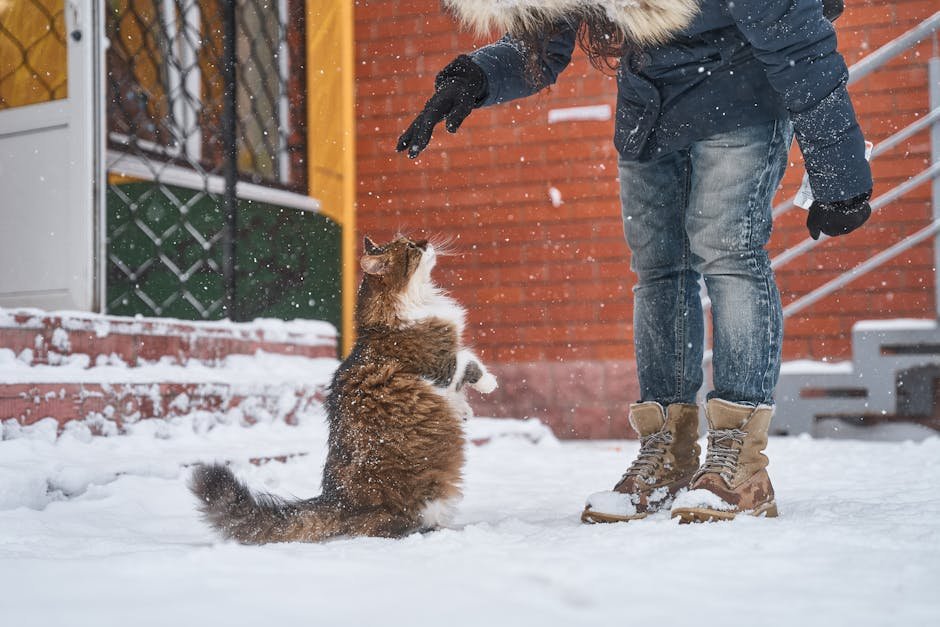Norwegian Forest Cat: The Adventurous Spirit (image credits: pexels)