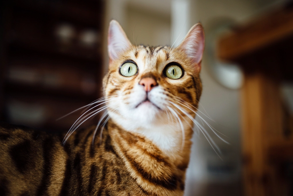 Bengal: The Energetic Entertainer (image credits: rawpixel)