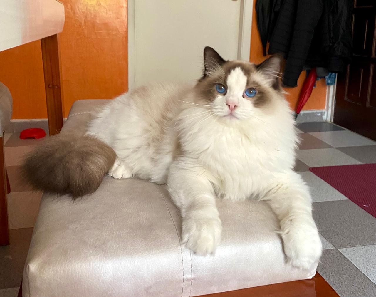 Ragdoll: The Relaxed Sweetheart (image credits: wikimedia)