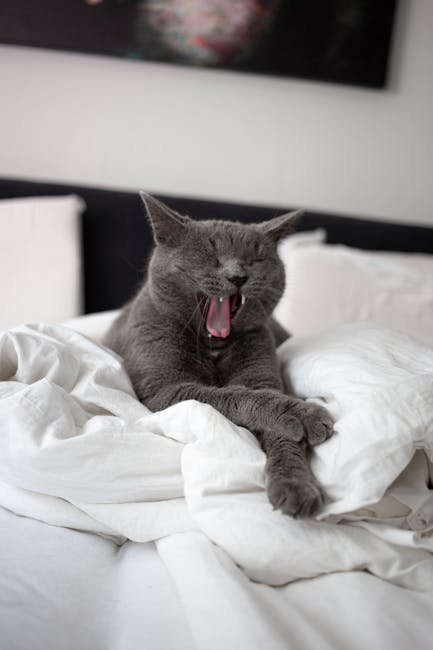The Morning Wake-Up Call (image credits: pexels)