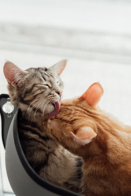 Interacting with Your Cat (image credits: pexels)