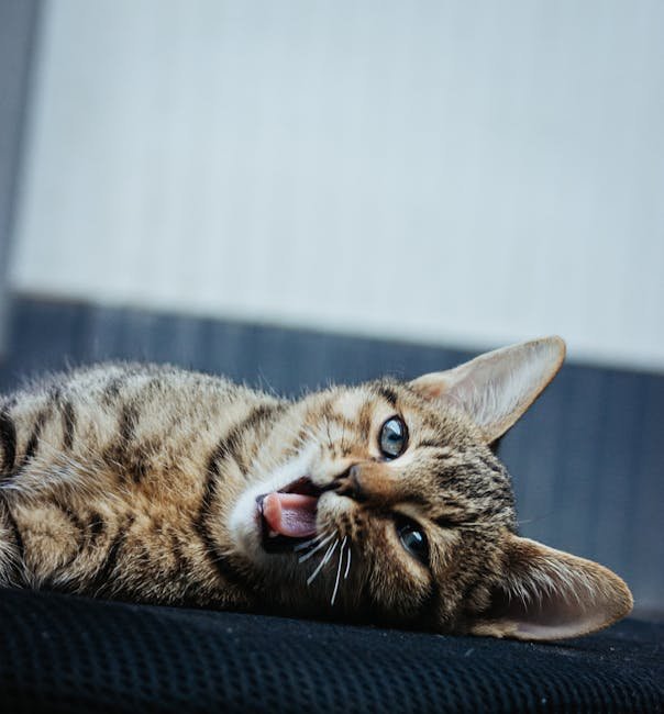 Quiet Time and Relaxation (image credits: pexels)