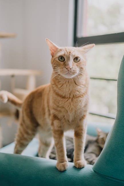 Understanding Your Cat’s Body Language (image credits: pexels)