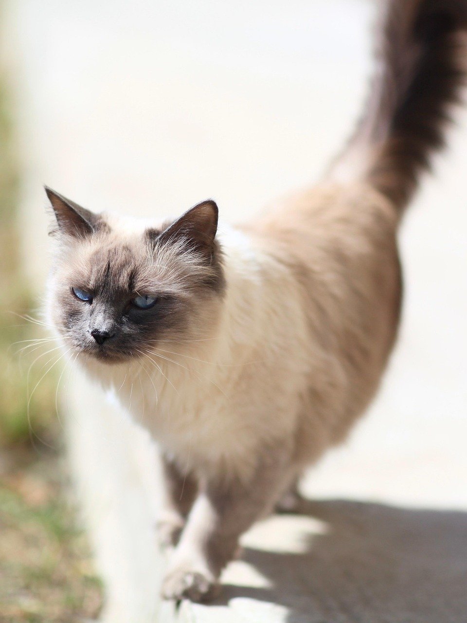 Health Check-Ups and Routine Vet Visits (image credits: pixabay)