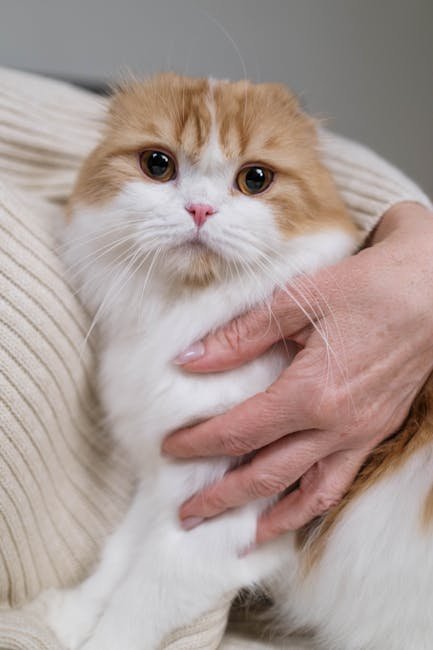 The Human-Cat Emotional Connection (image credits: pexels)