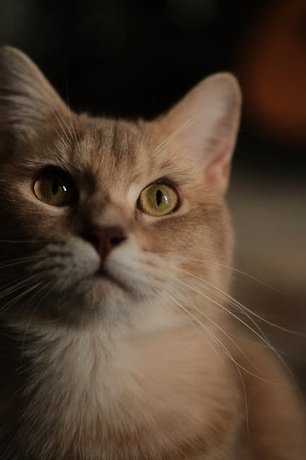Training Cats with Emotional Intelligence (image credits: pexels)