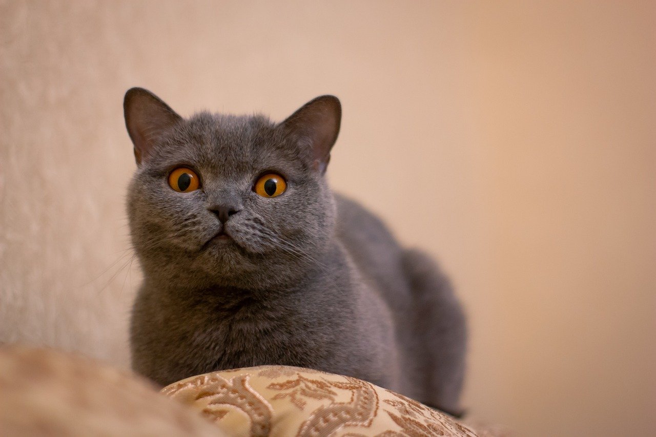 Emotional Intelligence in Different Cat Breeds (image credits: pixabay)