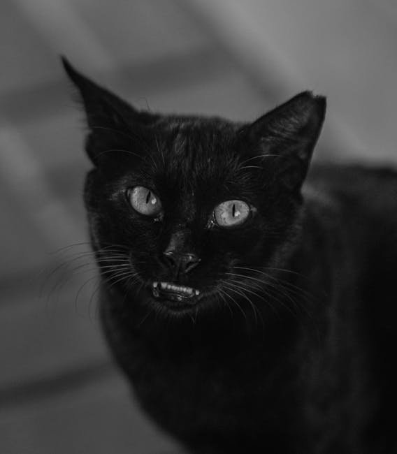 The Future of Understanding Cat Emotions (image credits: pexels)