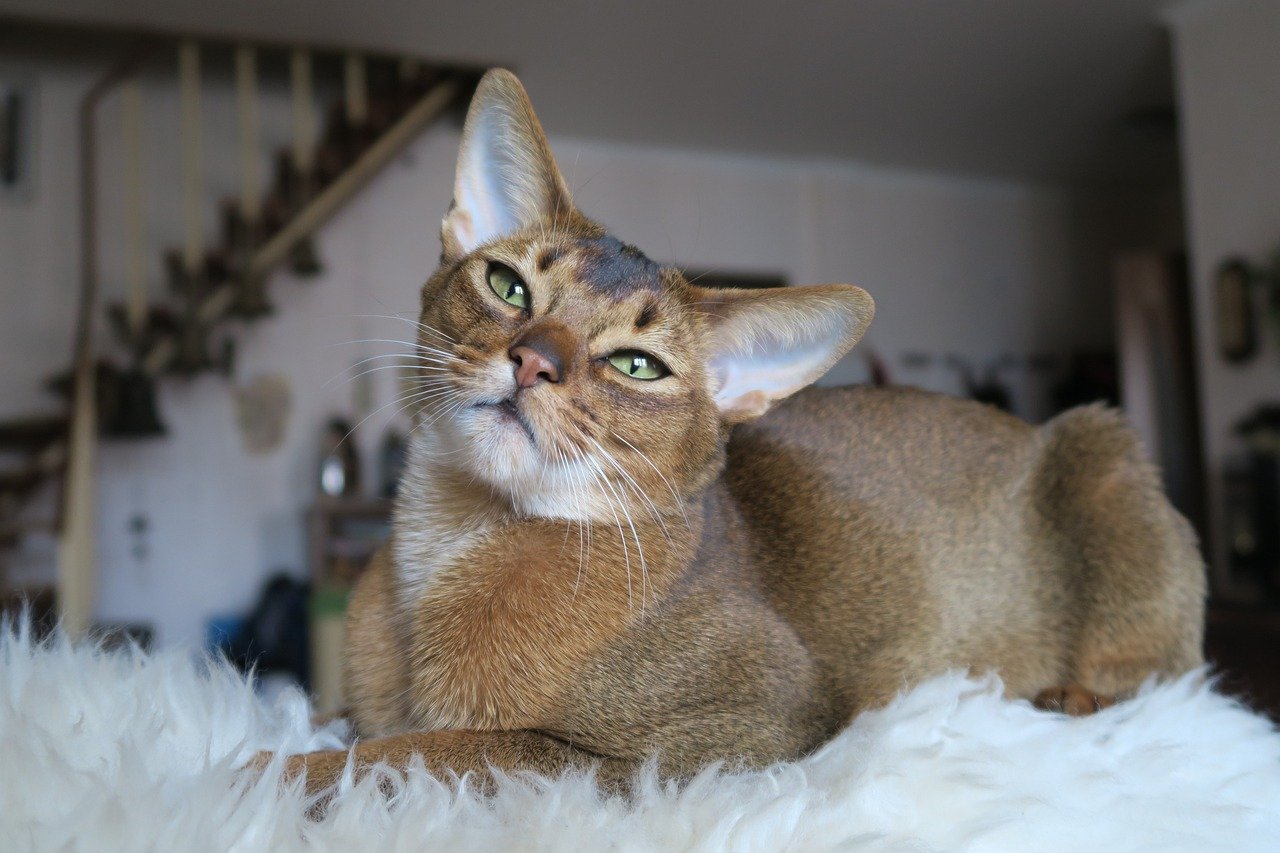 Abyssinian: The Adventurous Spirit (image credits: pixabay)