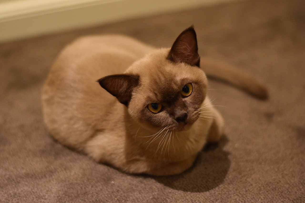 Burmese: The Affectionate Friend (image credits: pixabay)