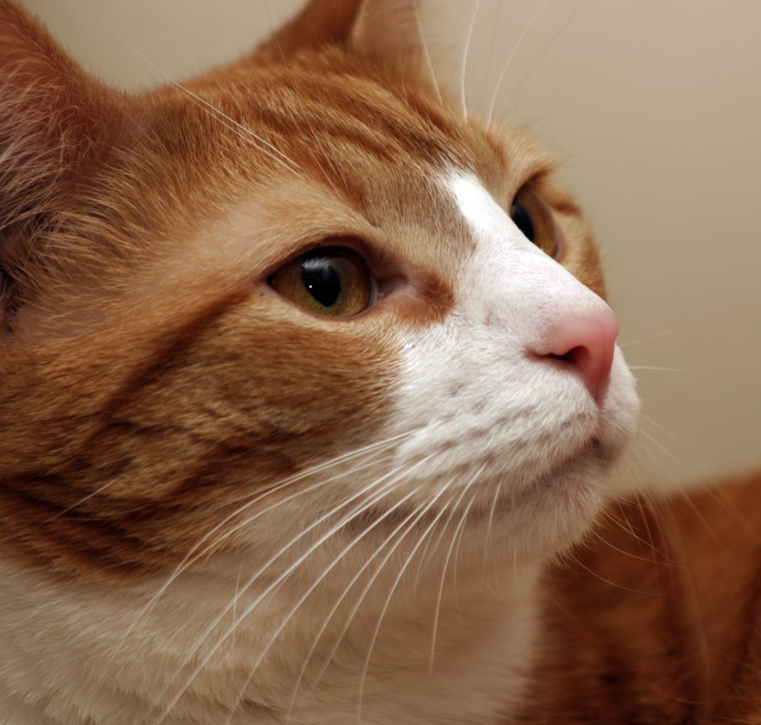 Whisker Position: Subtle Yet Telling (image credits: wikimedia)