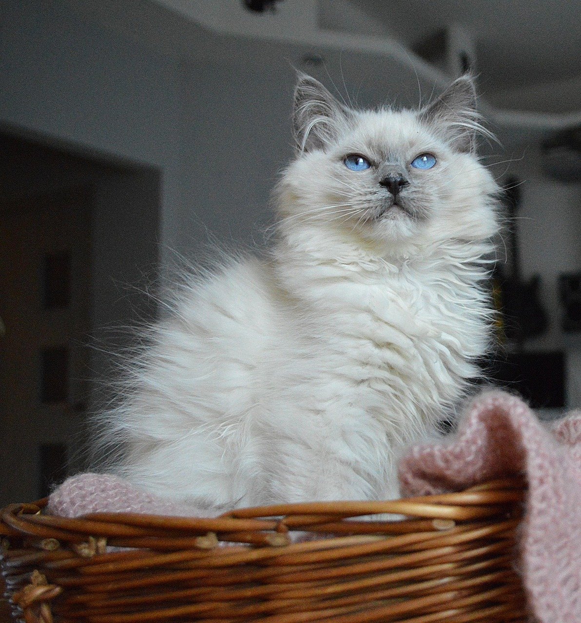 1. The Resilient Ragdoll (image credits: pixabay)