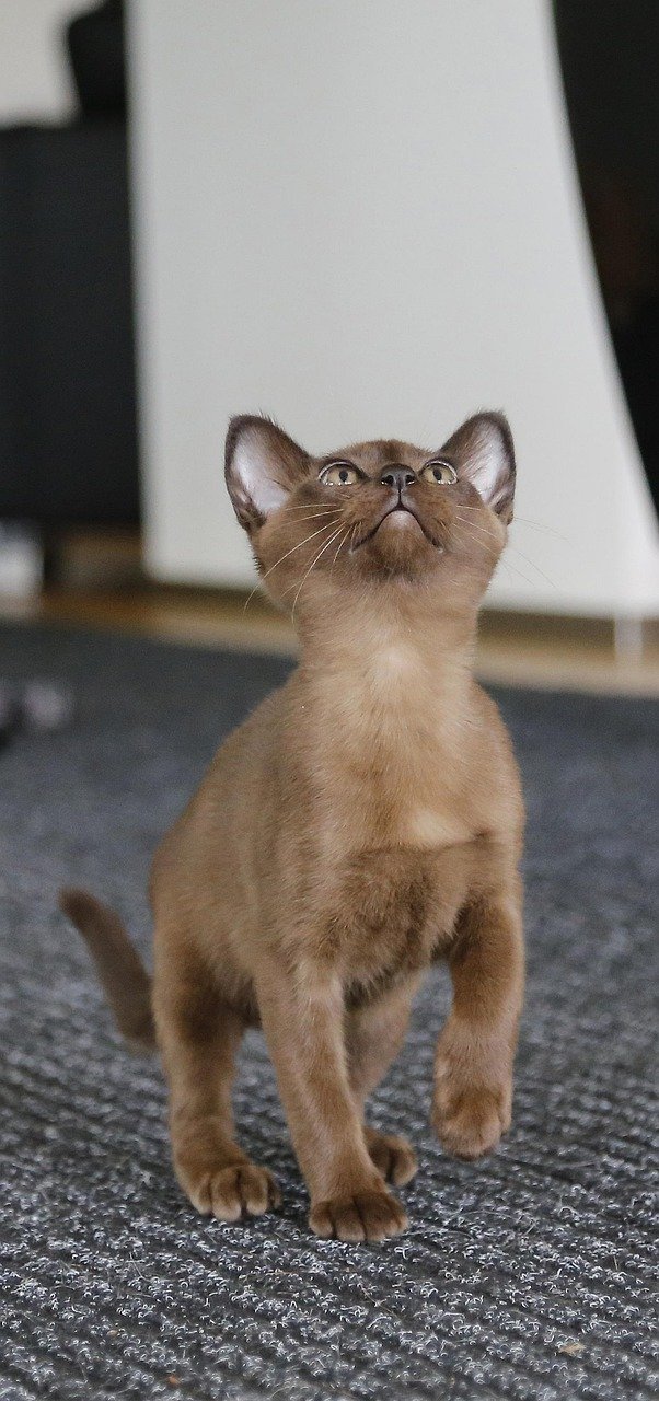 7. The Loving Burmese (image credits: pixabay)