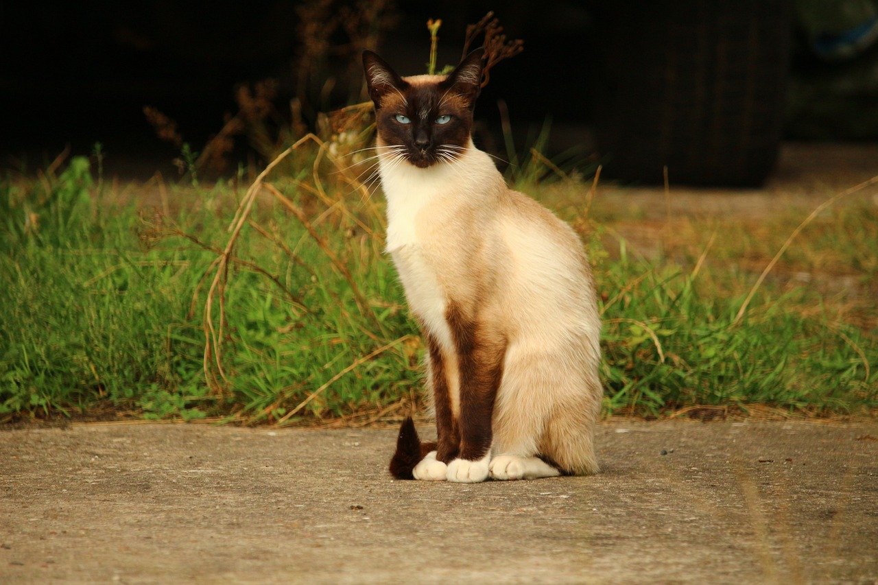 8. The Playful Siamese (image credits: pixabay)