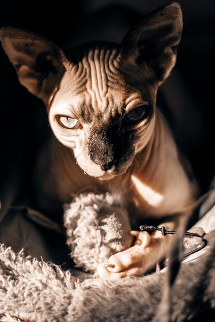 10. The Affectionate Sphynx (image credits: pexels)