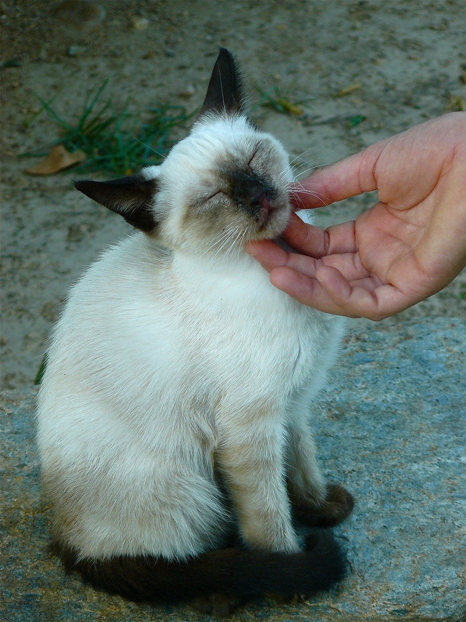 Kneading: A Nostalgic Gesture (image credits: pixabay)