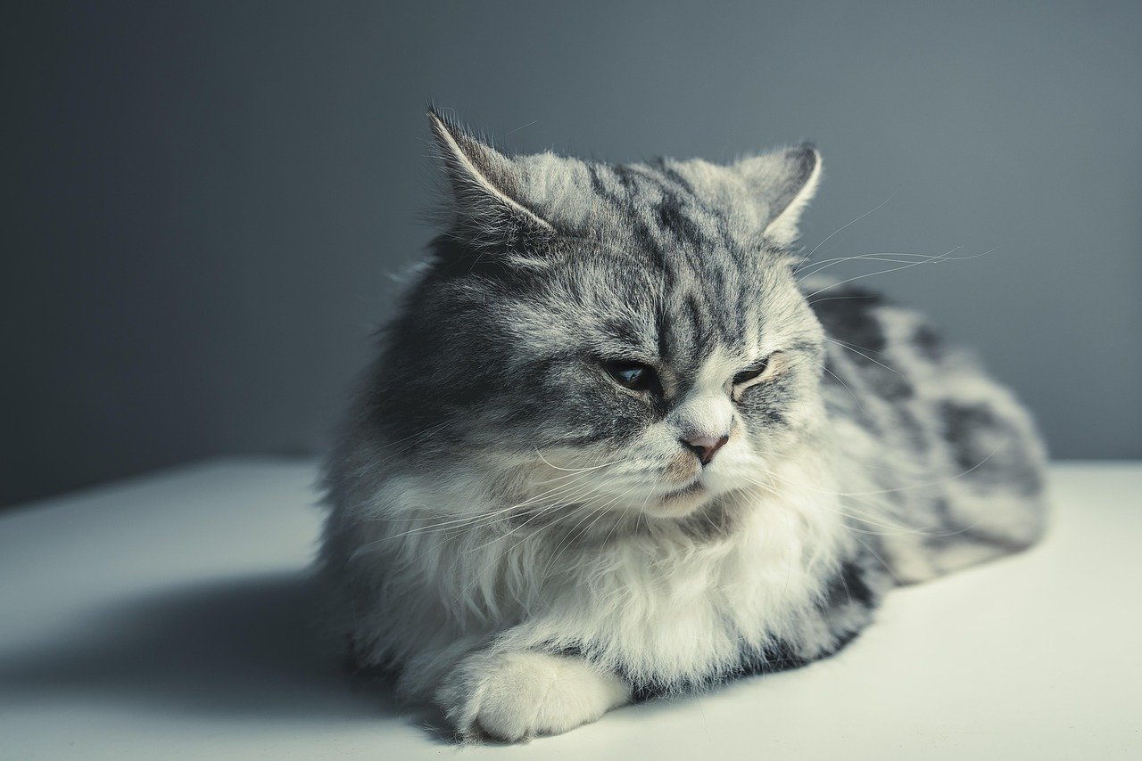 Purring Loudly (image credits: pixabay)