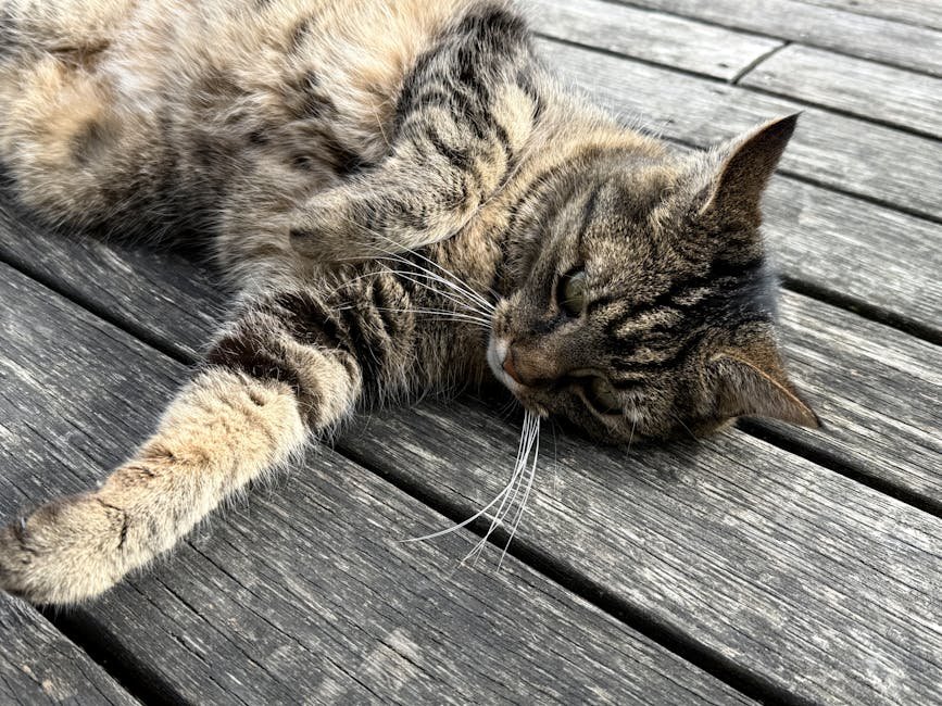 Persians: The Laid-Back Loungers (image credits: pexels)