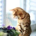 Window Watching