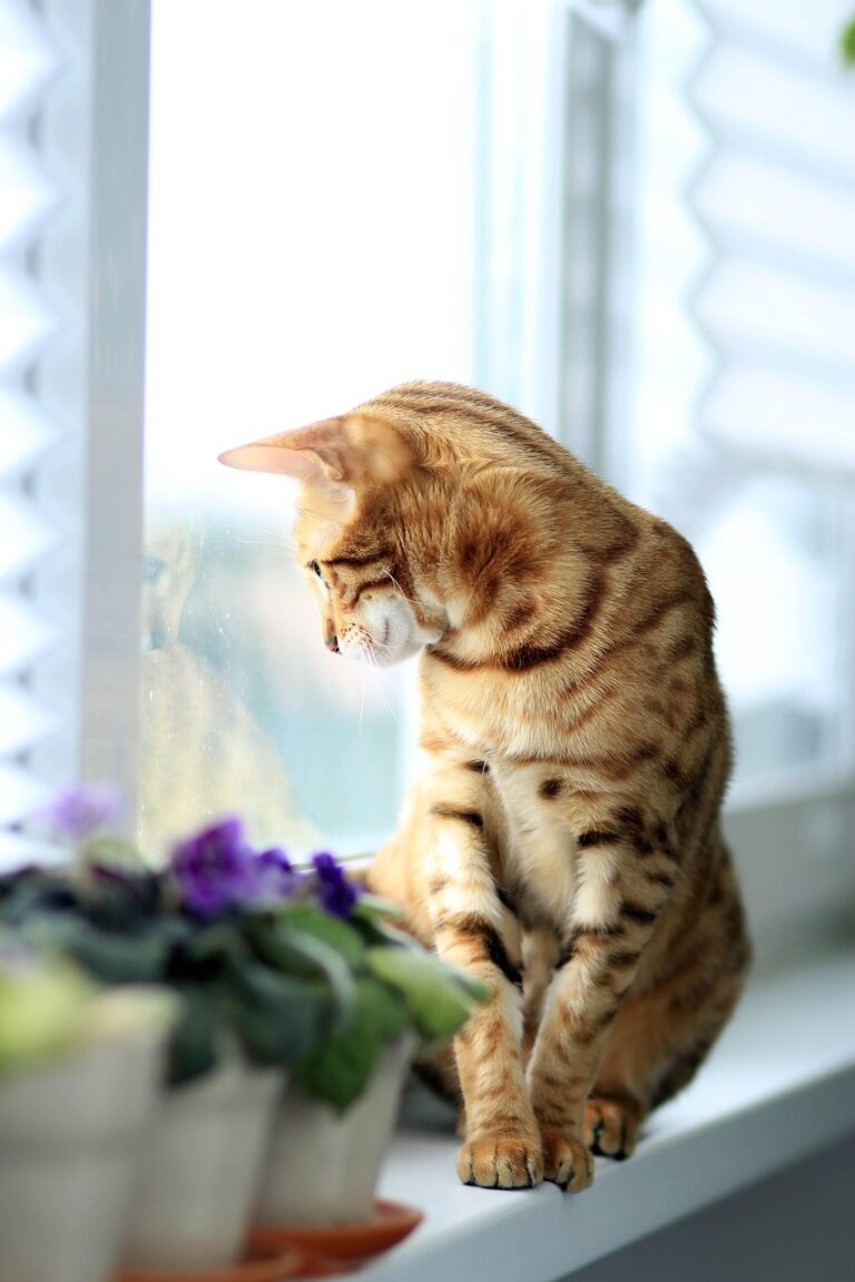 Window Watching
