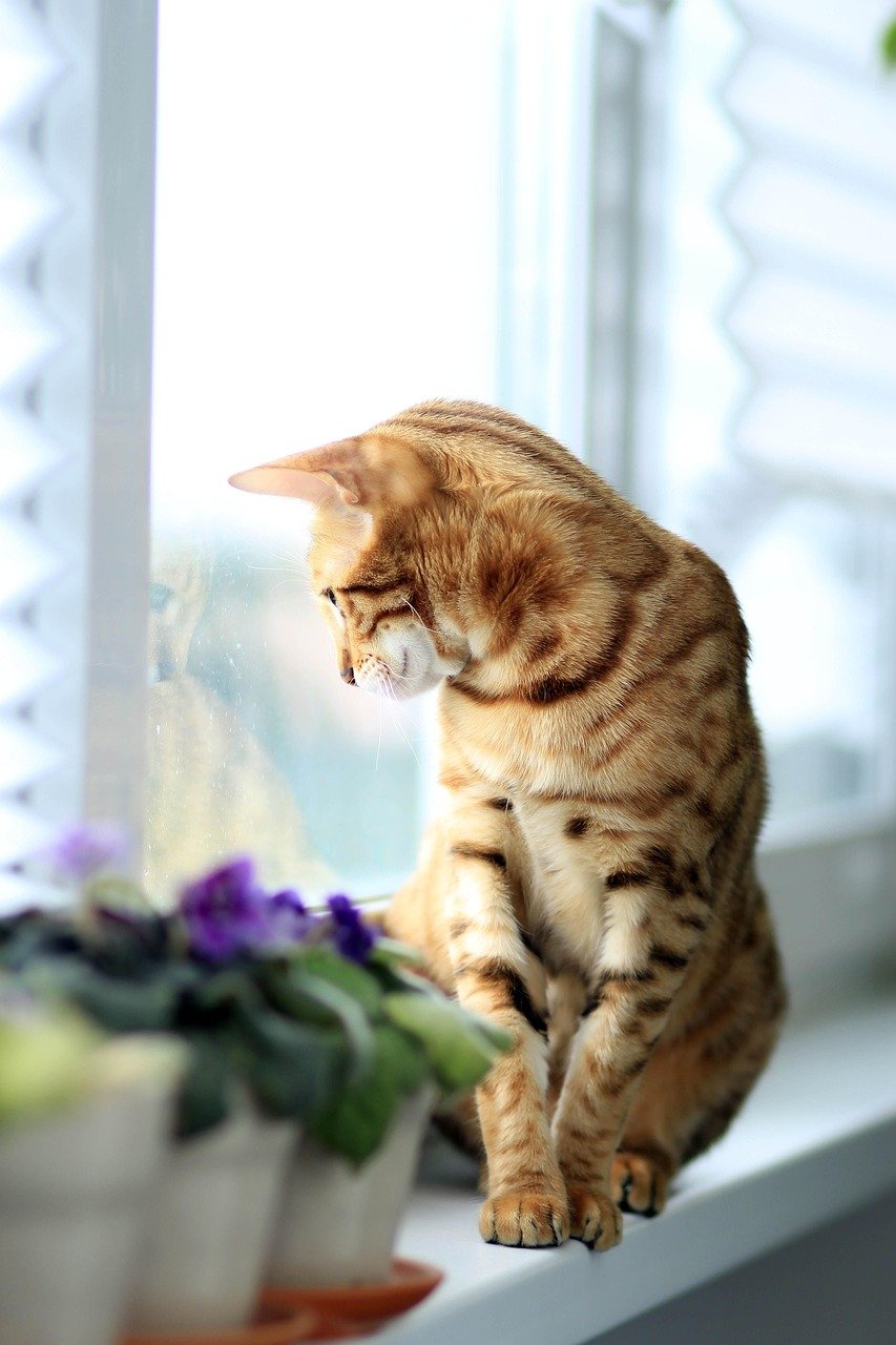Window Watching