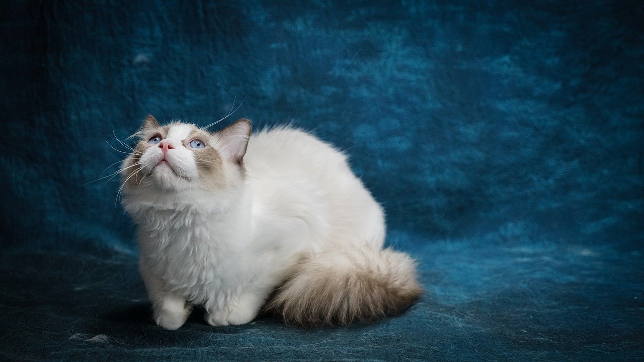 Ragdolls: The Easygoing Companions (image credits: pixabay)