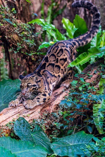 Clouded Leopards: The Mysterious Guardians of the Rainforest (image credits: pexels)