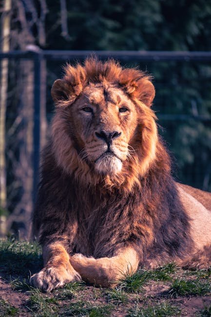 Asiatic Lions: The Last Guardians of Gir Forest (image credits: pexels)