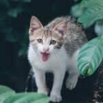 12 Things Cats Do to Mark You as "Theirs"