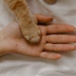 Cat Breeds That Do Best With Gentle, Calm Owners