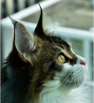 Ragdoll: The Gentle Giant (image credits: wikimedia)