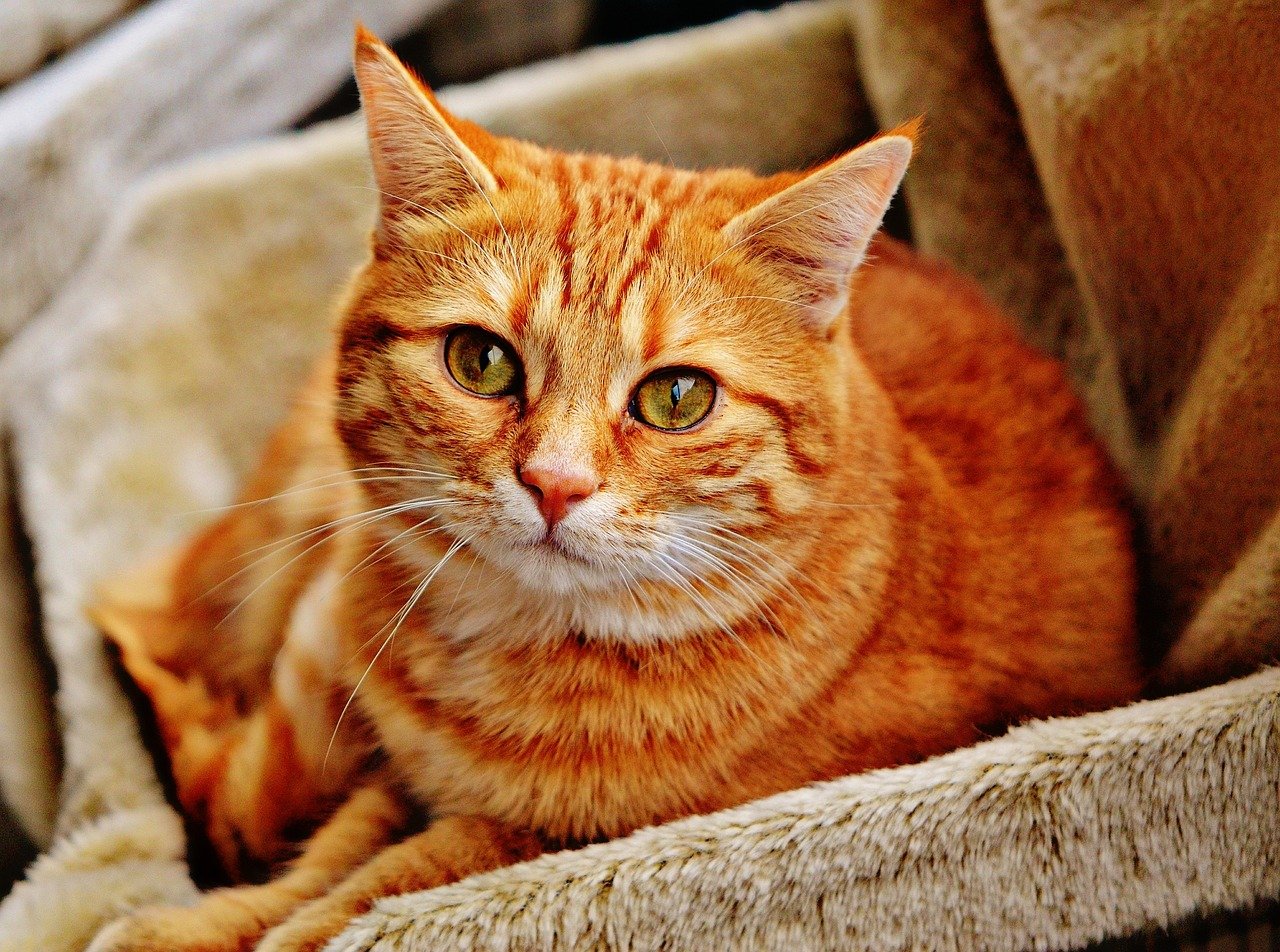 Reduced Activity Levels (image credits: pixabay)