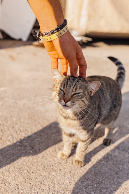 Displaying Affection Through Grooming (image credits: pexels)